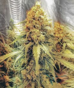 Golden Lemons Feminized Cannabis Seeds | Golden Lemons | The Seed Fair