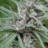 Golden Tiger 3rd Version Feminized Cannabis Seeds | The Seed Fair