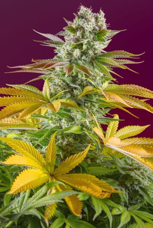 Gorilla Girl F1 Fast Version Feminized Cannabis Seeds | The Seed Fair