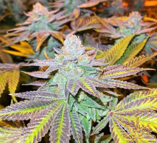 Gorilla Zkittlez Feminized Cannabis Seeds | Gorilla Zkittle Strain | The Seed Fair