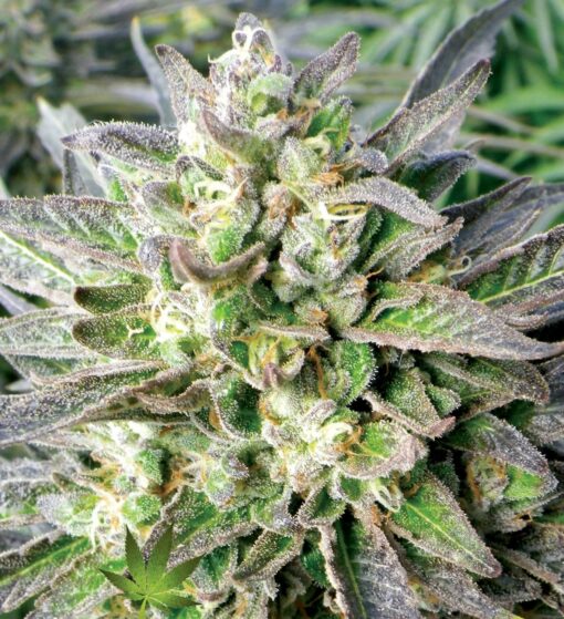 Grapefruit Krush Feminized Cannabis Seeds | The Seed Fair