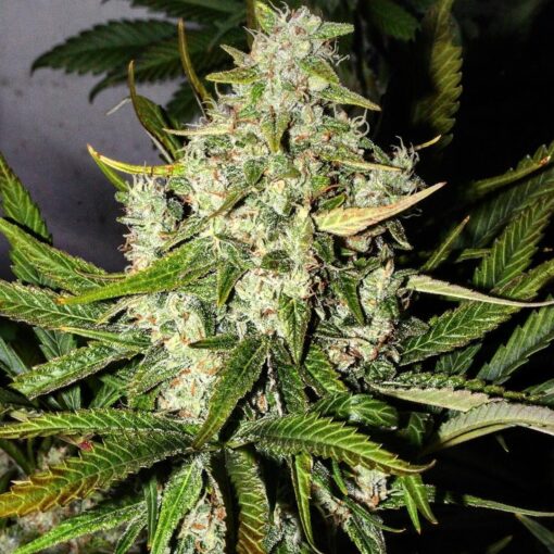 Green Potion Fast Feminized Cannabis Seeds | The Seed Fair