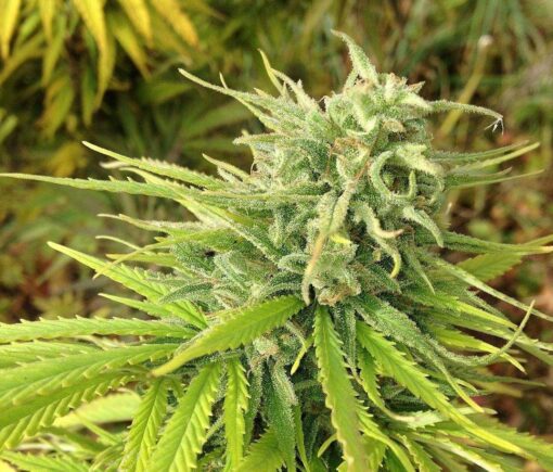 Green Poison FAST Version Feminized Cannabis Seeds | The Seed Fair