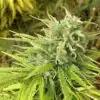 Green Poison CBD Feminized Cannabis Seeds | The Seed Fair