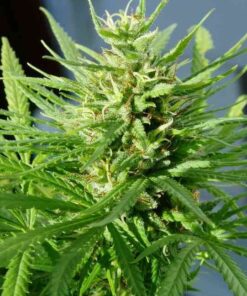 Guawi Feminized Cannabis Seeds | Guawi Feminized Strain | The Seed Fair