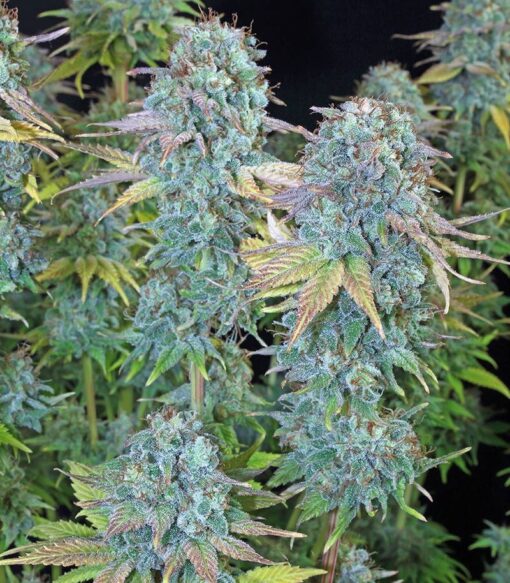 Happiness Feminized Cannabis Seeds | Happiness Feminized Strain | The Seed Fair