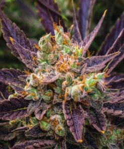 Haze Berry Feminized Cannabis Seeds | Haze Berry Strain | The Seed Fair