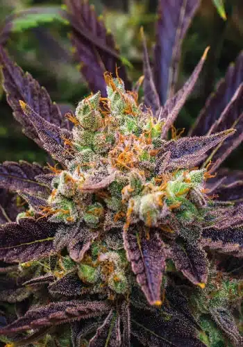 Haze Berry Feminized Cannabis Seeds | Haze Berry Strain | The Seed Fair | The Seed Fair Haze Berry Feminized Cannabis Seeds | Haze Berry Strain | The Seed Fair
