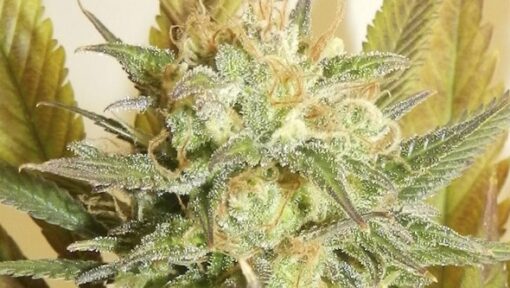 High Level Feminized Cannabis Seeds | High Level Strain | The Seed Fair