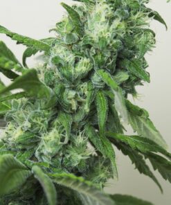 Highlo Feminized Cannabis Seeds | Highlo Feminized Strain | The Seed Fair