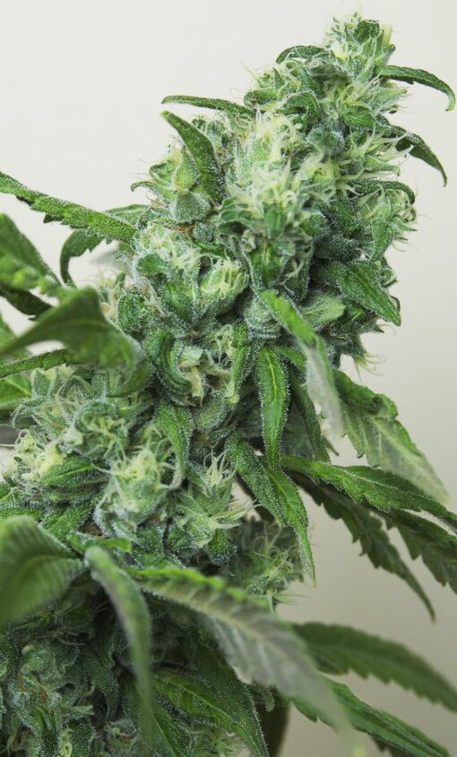 Highlo Feminized Cannabis Seeds | Highlo Feminized Strain | The Seed Fair