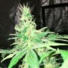 Hyperion Feminized Cannabis Seeds | Hyperion Feminized Strain | The Seed Fair