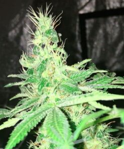 Hyperion Feminized Cannabis Seeds | Hyperion Feminized Strain | The Seed Fair