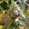 Ice Bomb Feminized Cannabis Seeds | Ice Bomb Strain | The Seed Fair