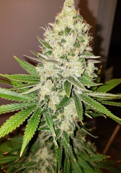 Iced Skunk Feminized Cannabis Seeds | Iced Skunk Strain | The Seed Fair