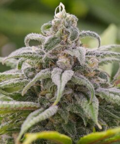 Hawaii Maui Waui Feminized Cannabis Seeds | Hawaii Maui Strain | The Seed Fair