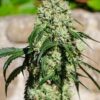 Txaki Feminized Cannabis Seeds | The Seed Fair