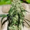 Txaki Feminized Cannabis Seeds | The Seed Fair
