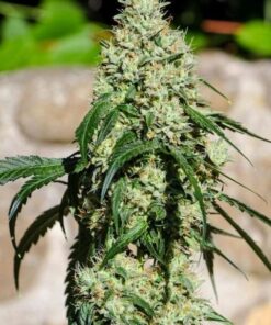 Txaki Feminized Cannabis Seeds | The Seed Fair