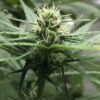 Avidekel Feminized Cannabis Seeds | The Seed Fair