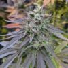 Blue Walker Feminized Cannabis Seeds | The Seed Fair