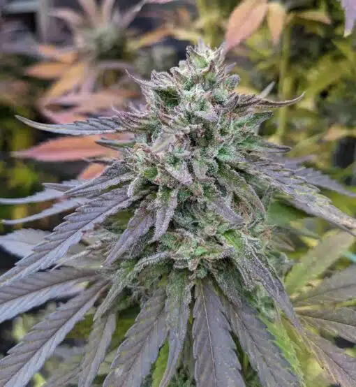Blue Walker Feminized Cannabis Seeds | The Seed Fair