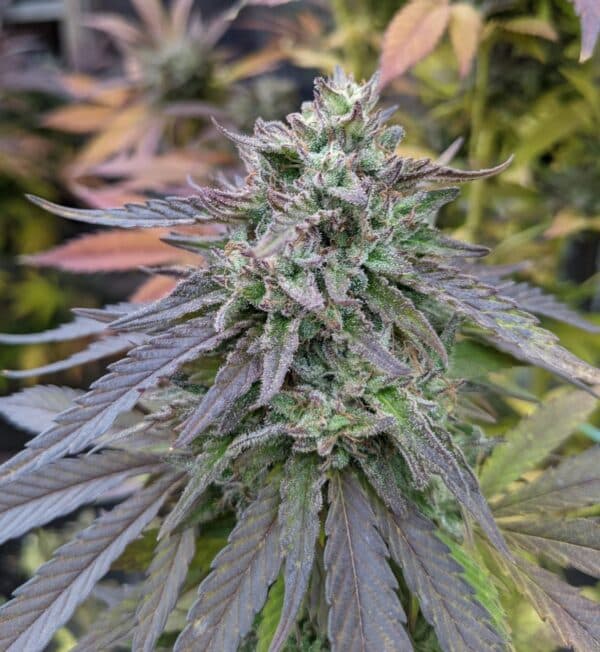 Blue Walker Feminized Seeds | The Seed Fair