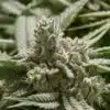 Bubba Fett Feminized Cannabis Seeds | The Seed Fair
