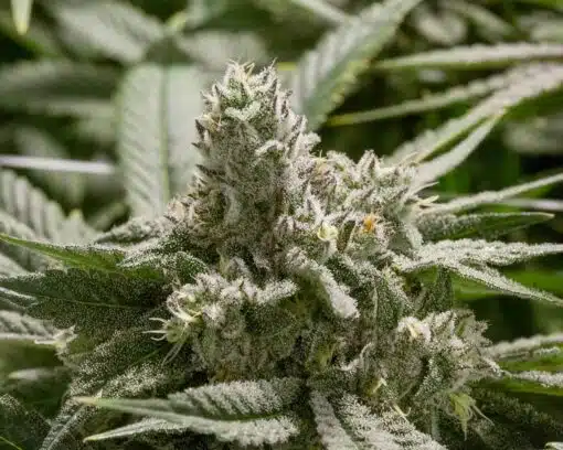 Bubba Fett Feminized Cannabis Seeds | The Seed Fair