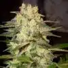 Holy Moly Feminized Cannabis Seeds | The Seed Fair
