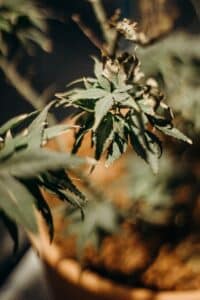 how to prevent cannabis wind burn? | The Seed Fair