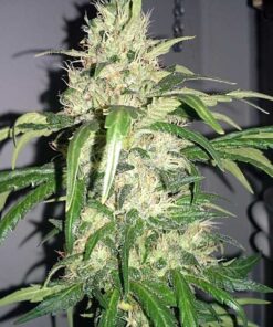 Mighty Quin Feminized Cannabis Seeds | The Seed Fair