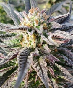 Reeses Pieces Feminized Cannabis Seeds | The Seed Fair