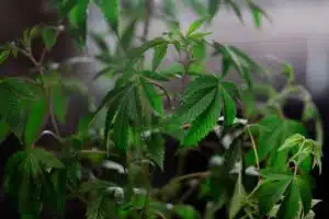 What does wind burn look like on weed plants? | The Seed Fair