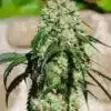 Txaki Feminized Cannabis Seeds | The Seed Fair
