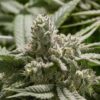 Bubba Fett Feminized Cannabis Seeds | The Seed Fair