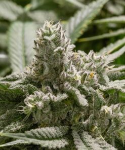 Bubba Fett Feminized Cannabis Seeds | The Seed Fair
