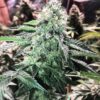 Glue 75 Feminized Cannabis Seeds | The Seed Fair