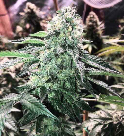 Glue 75 Feminized Cannabis Seeds | The Seed Fair