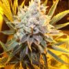 Kali Dog Feminized Cannabis Seeds | The Seed Fair