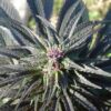 Kaya Gold Feminized Cannabis Seeds | The Seed Fair