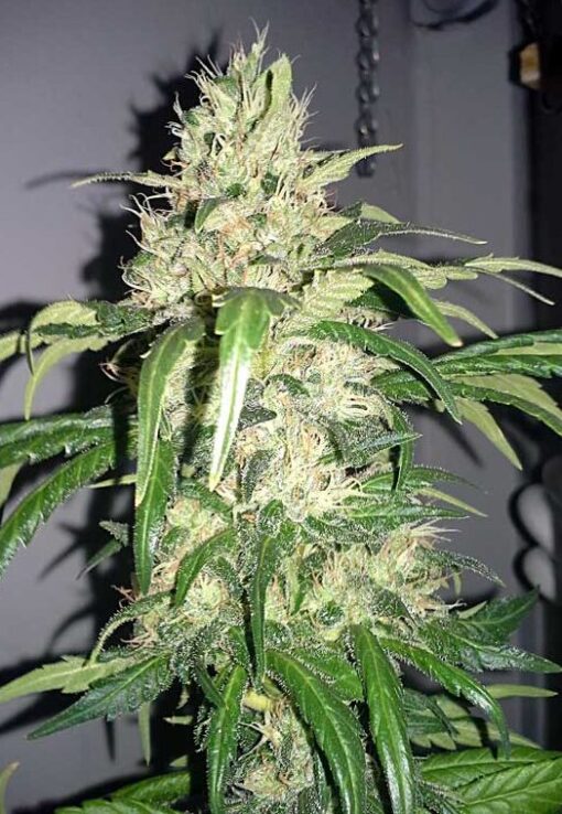 Mighty Quin Feminized Cannabis Seeds | The Seed Fair