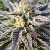 Reeses Pieces Feminized Cannabis Seeds | The Seed Fair