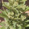 Unbroken Chain Feminized Cannabis Seeds | The Seed Fair