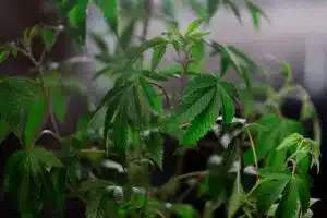 What does wind burn look like on weed plants? | The Seed Fair