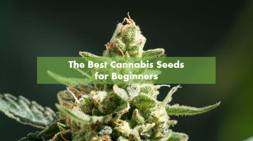 10 Best Weed Seeds for Beginners That Are the Easiest to Grow | The Seed Fair