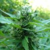Grizzly Feminized Cannabis Seeds | Grizzly Strain | The Seed Fair