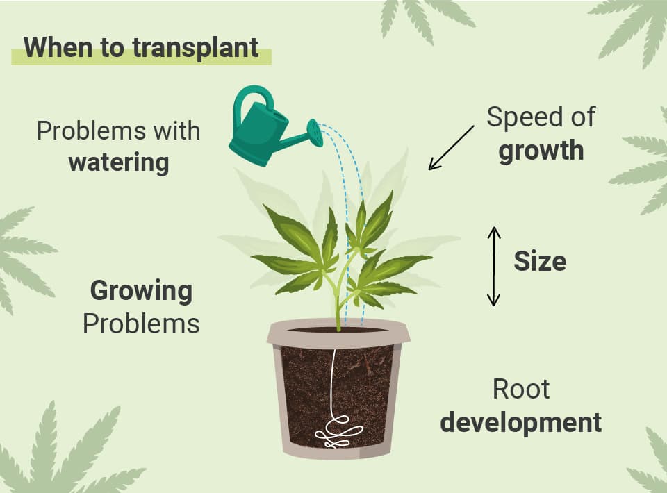 How and When to Transplant Cannabis Plants | The Seed Fair