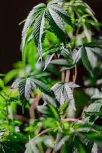 Transplanting cannabis seedlings | The Seed Fair
