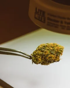 Trimming cannabis buds | The Seed Fair